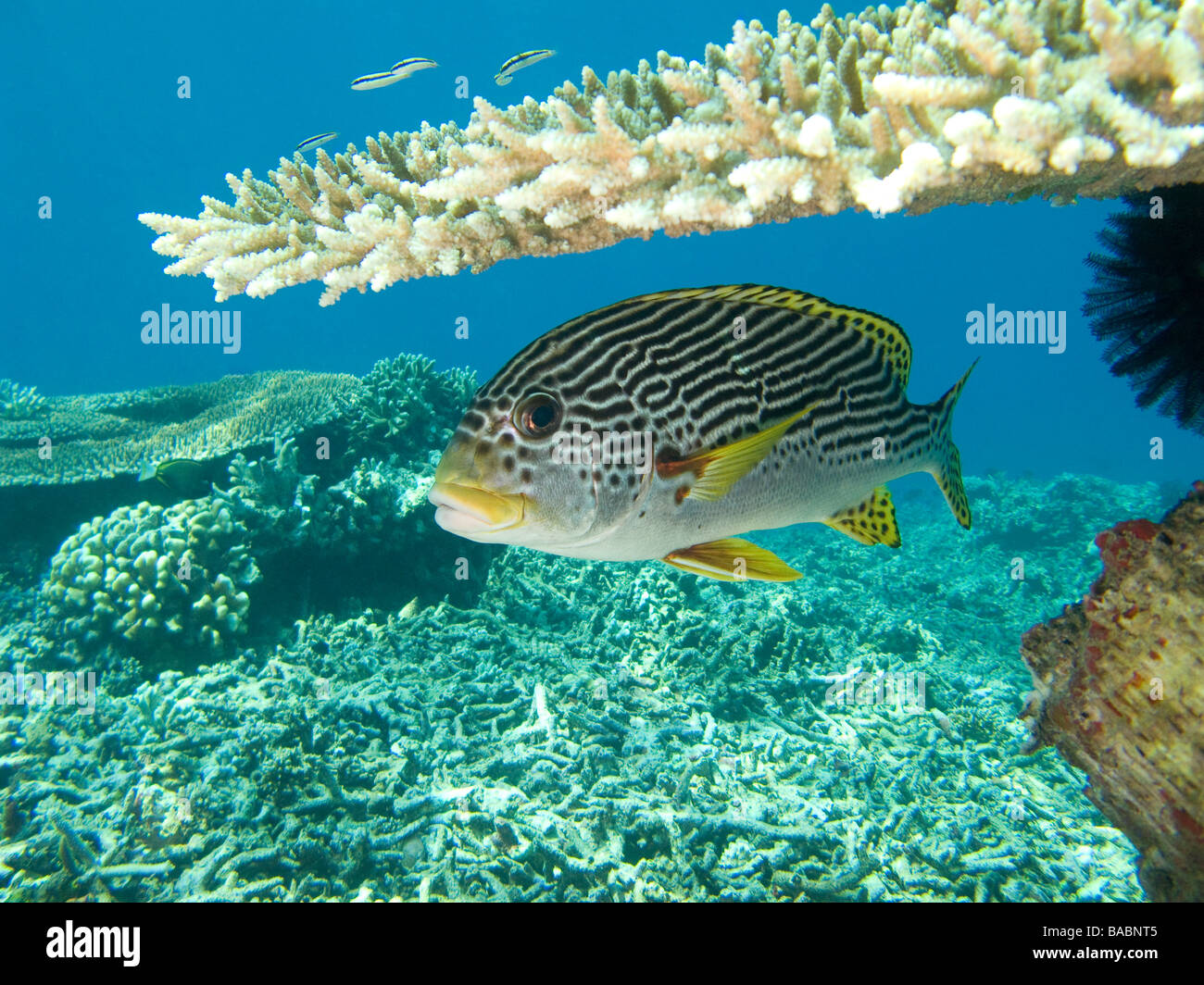 Molti rivestito (giallo) nastrati sweetlips sotto la tabella di corallo. Foto Stock