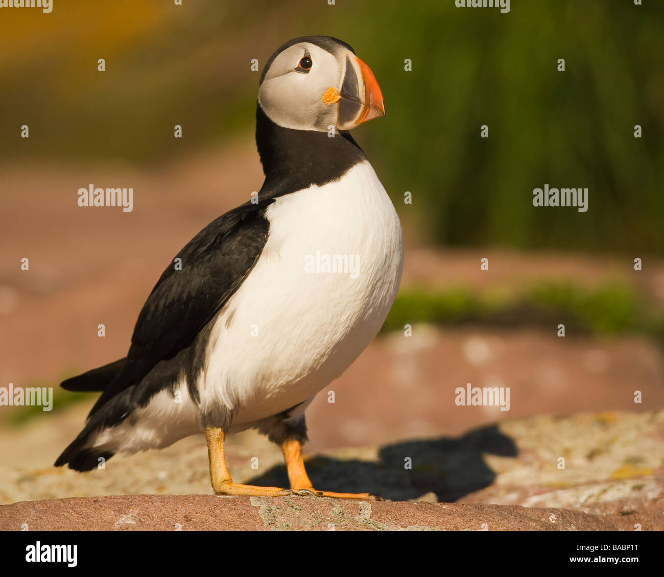 Atlantic Puffin appollaiato sulla cengia rocciosa a New Foundland Canada Foto Stock