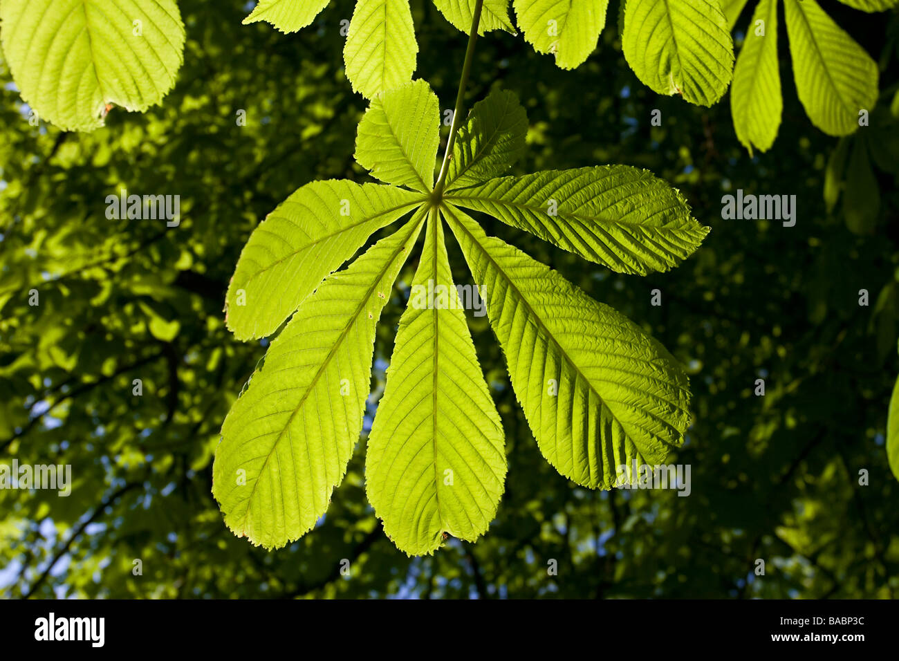 Ippocastano foglie palmate molla nuova Foto Stock