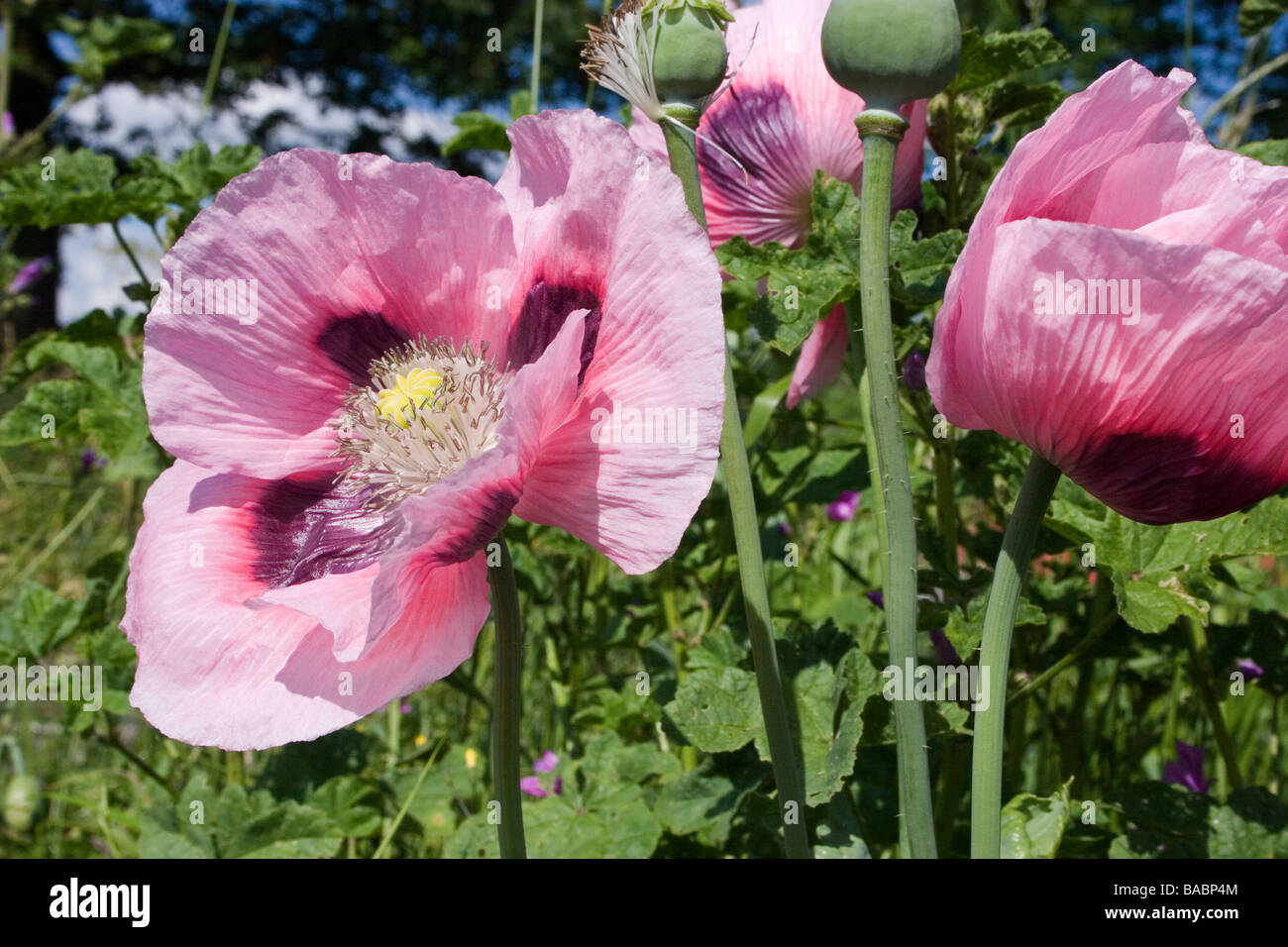 Fioritura Rosa Papaveri crescente sul campo di mais striscia Essex Foto Stock