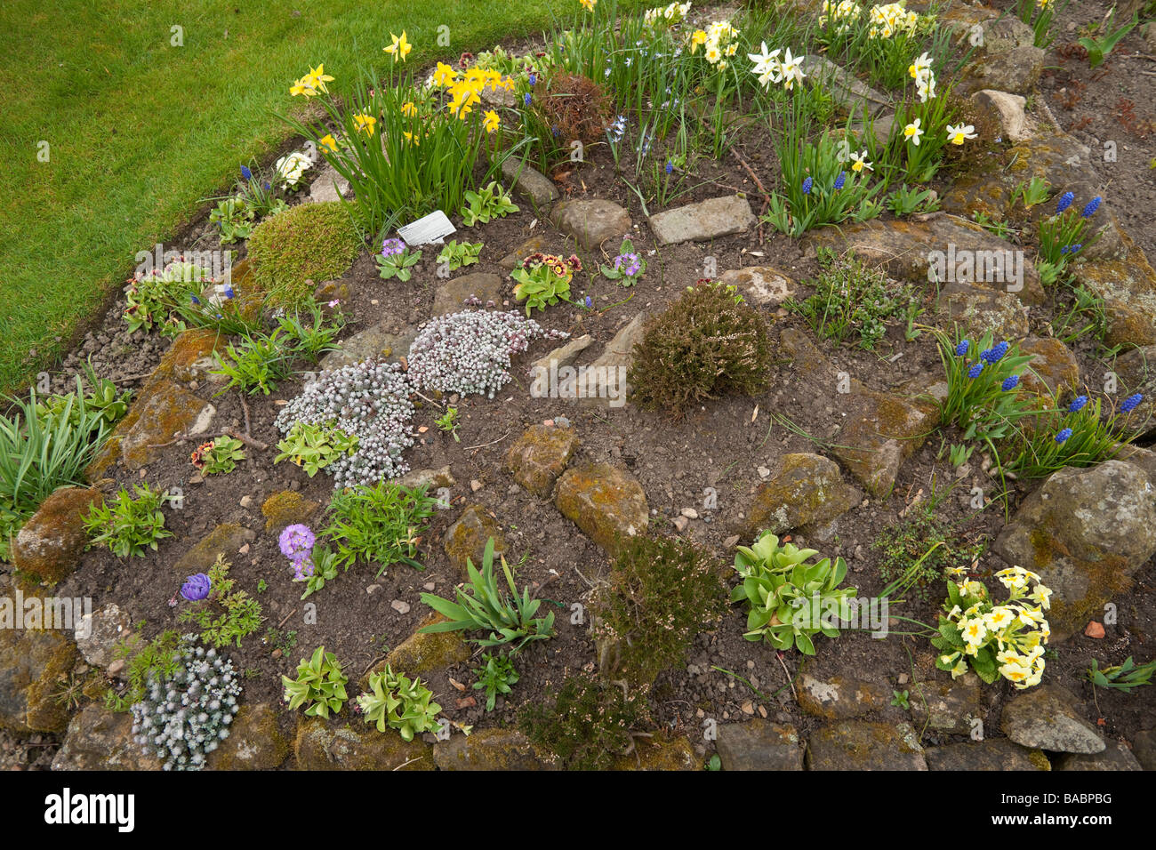 Piccolo giardino in primavera aprile Yorkshire Regno Unito semi casa indipendente Foto Stock