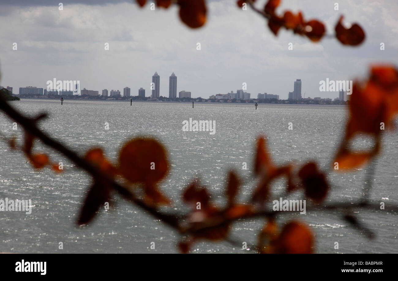 South Beach shot attraverso un mare albero di uva Foto Stock