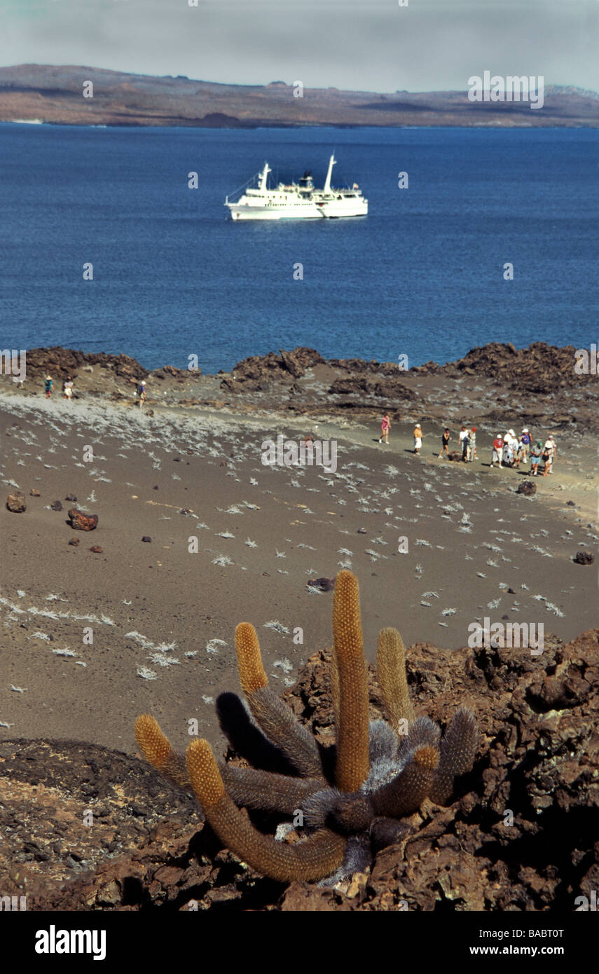 Isole Galapagos. Bartolomeo Isola.Vista da vicino il vertice con il cactus di lava "Brachycereus nesioticus.". Foto Stock