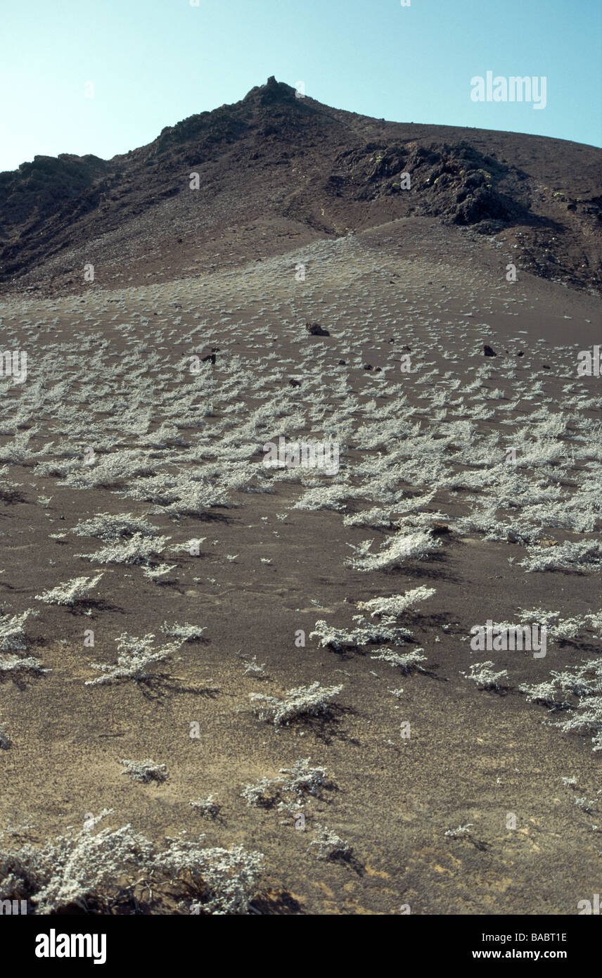 Isole Galapagos.Bartolomeo isola. Tiquilia nesiotica,uno degli unici due impianti in grado di sopravvivere sulle isole pendii di cenere. Foto Stock