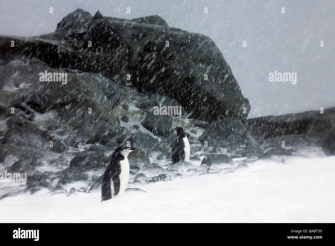 Pinguini Chinstrap Pygoscelis Antartide nella tempesta di neve sulla base Orcadas Laurie Island South Orkney Islands Antartide Foto Stock