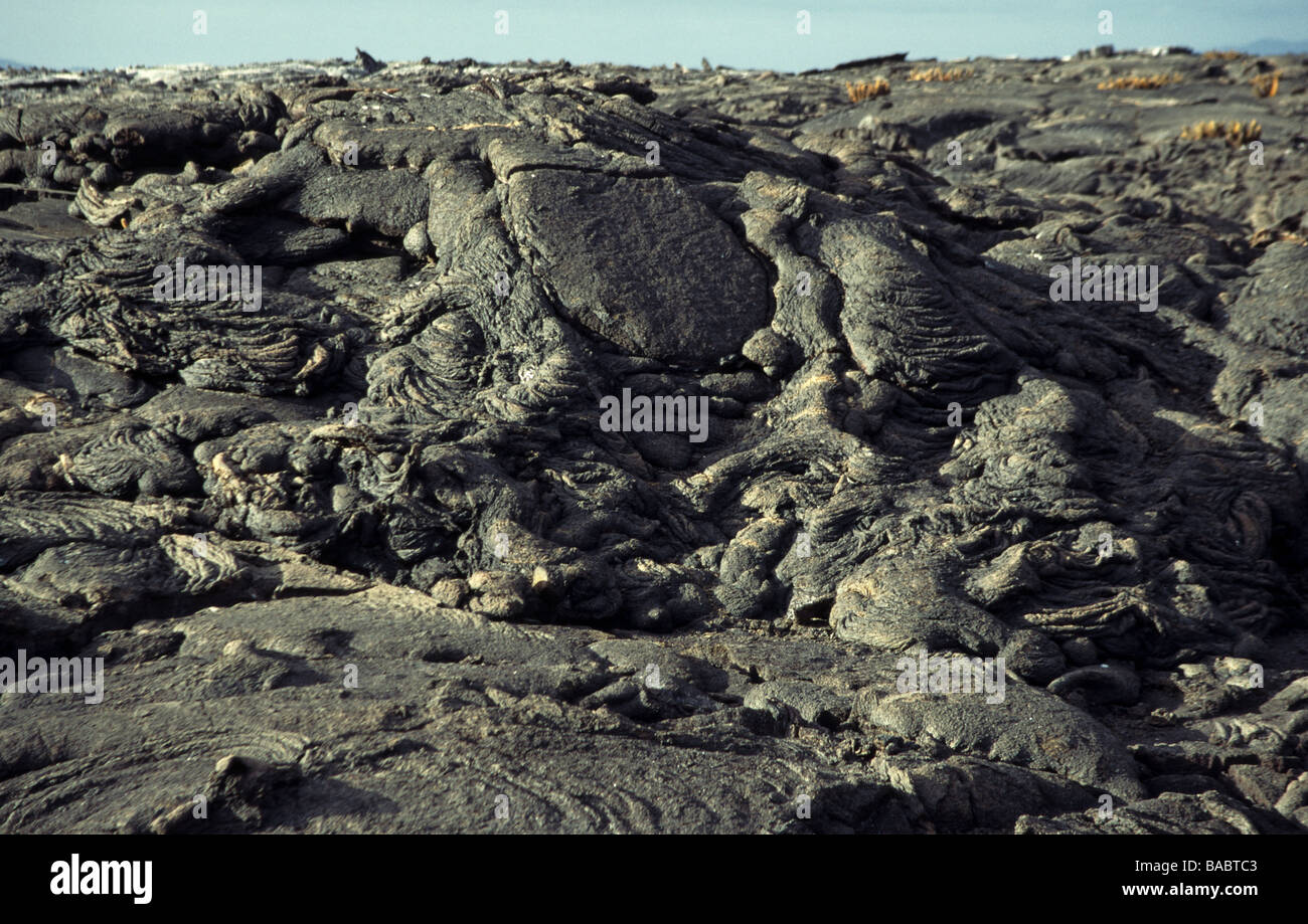 Isole Galapagos. Fernandina Island.Larva campi sono una caratteristica di questa isola Foto Stock