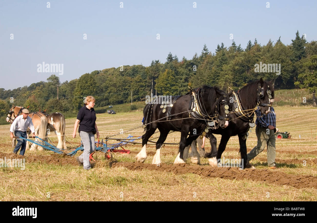 Cavalli pesanti gareggiare in una competizione di aratura, Autunno 2008 Foto Stock