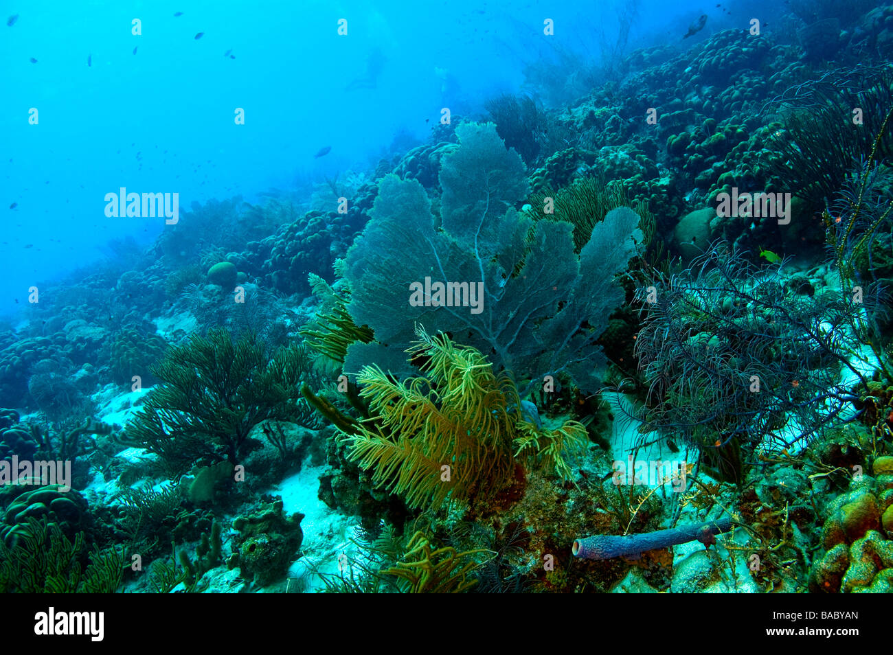 Grande ventola gorgonia octocoral e varietà di coralli e spugne trovata vicino all isola di bonaire Foto Stock