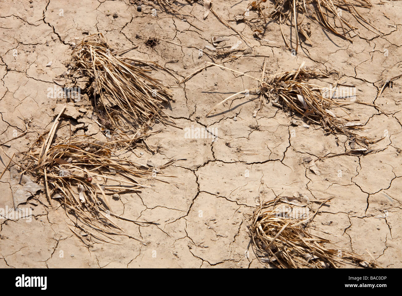 Colture di morire in condizioni di siccità ha portato su dal cambiamento climatico nel nord della Cina Foto Stock