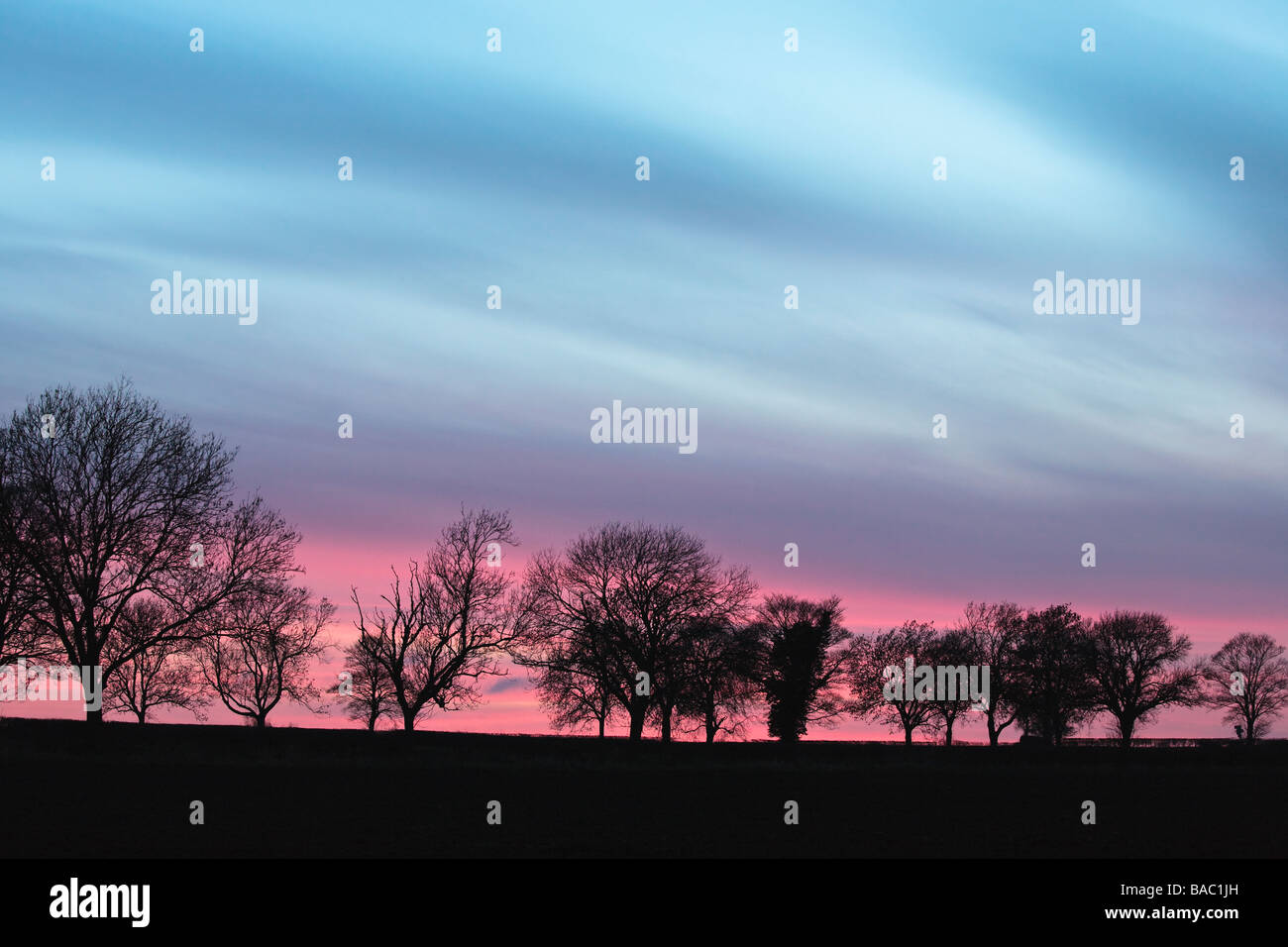 Silhouette di alberi al tramonto in una siepe fila vicino a Malton, Nord Yorkshie, England, Regno Unito Foto Stock