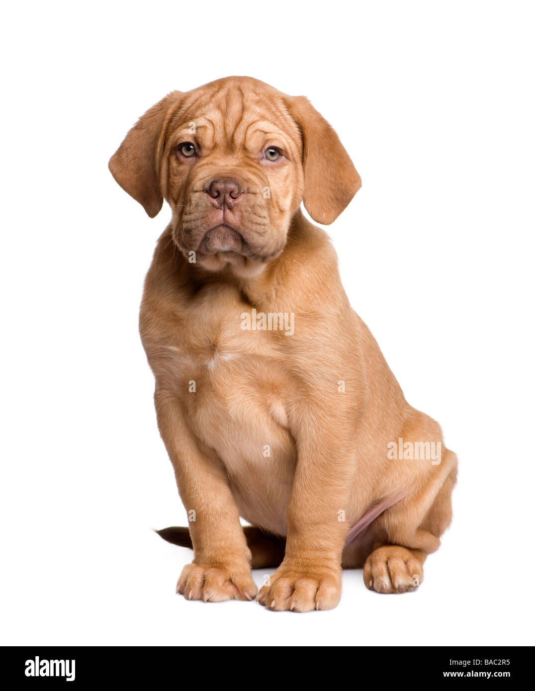 Dogue de Bordeaux cucciolo 2 mesi di fronte a uno sfondo bianco Foto Stock