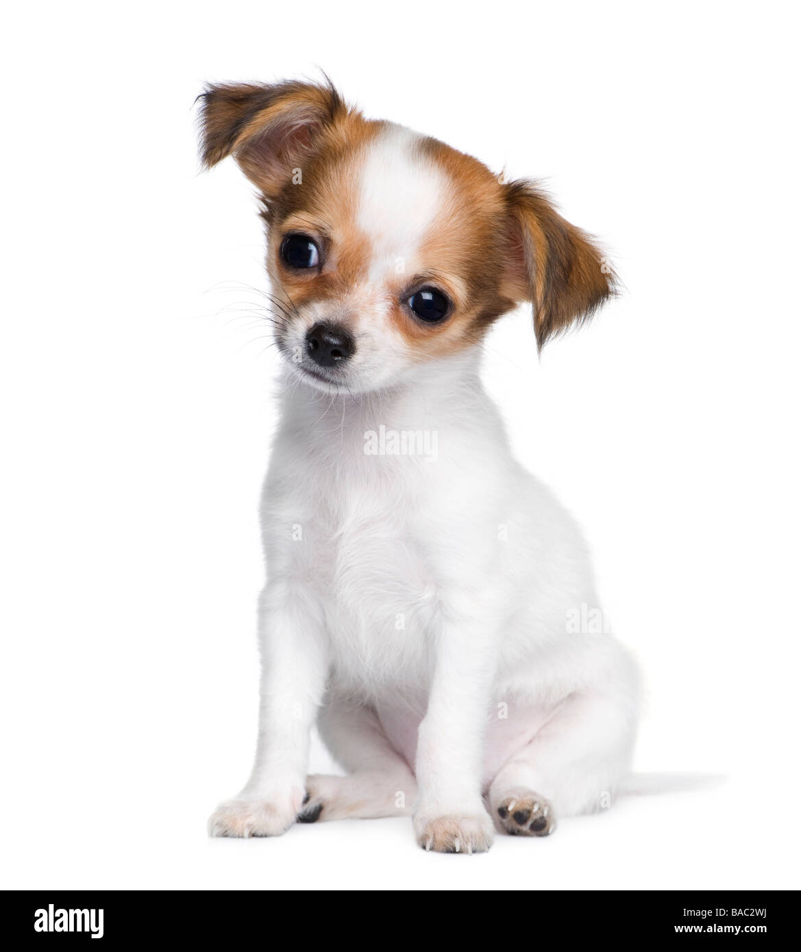 Chihuahua 3 mesi di fronte a uno sfondo bianco Foto Stock