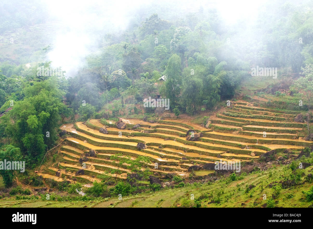 Vietnam Hoa Binh provincia, Ban Ko Muong, campi di riso terrazzati Foto Stock