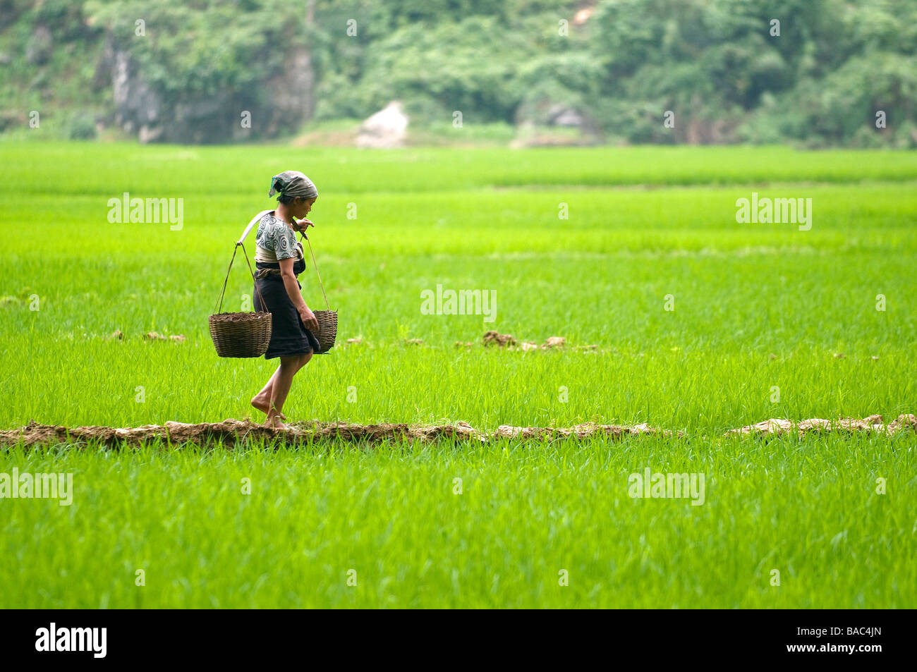 Vietnam Hoa Binh provincia, Ban Ko Muong village di Tay etnica donna bianca nel campo Foto Stock