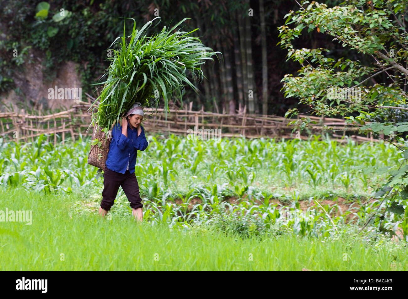 Vietnam Hoa Binh provincia, Ban Ko Muong village di Tay etnica donna bianca che porta il fieno di erba Foto Stock