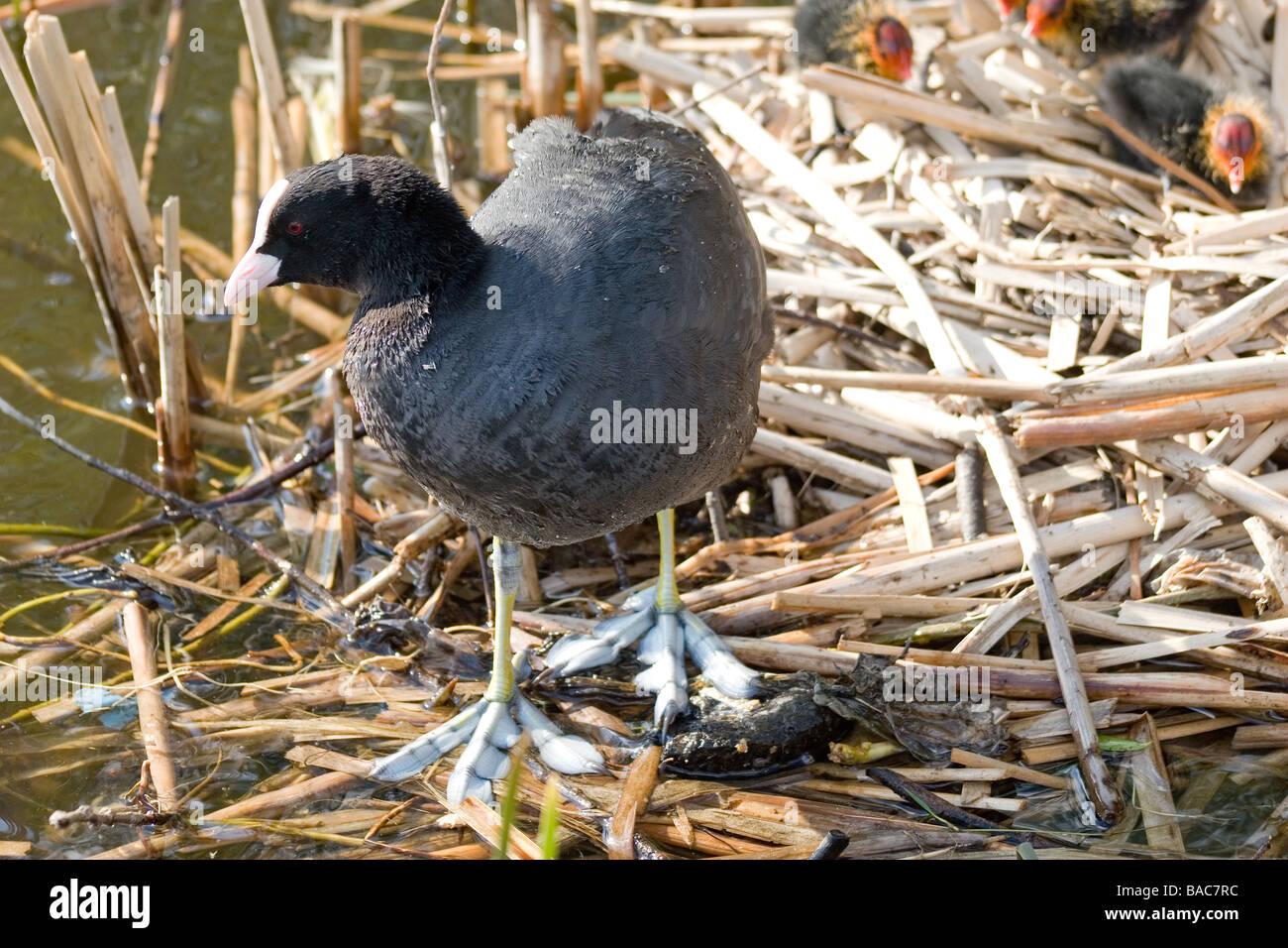 Nero coot madre Foto Stock