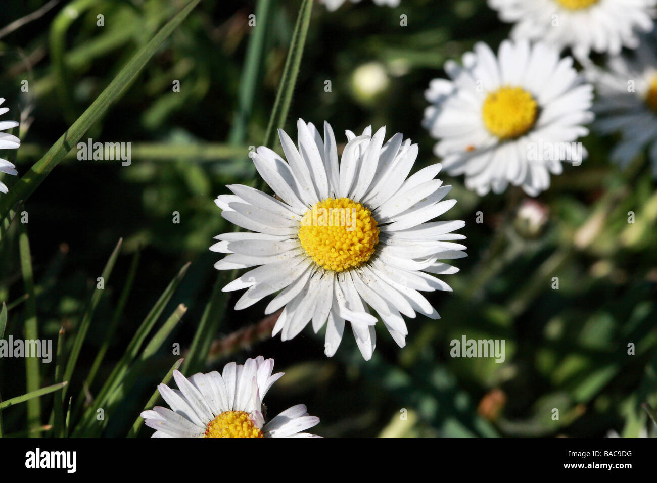 Daisy Bellis perennis famiglia Asteraceae noto anche come Marguerite fiori in dettaglio macro Flowerheads sono 2-3 cm di diametro Foto Stock