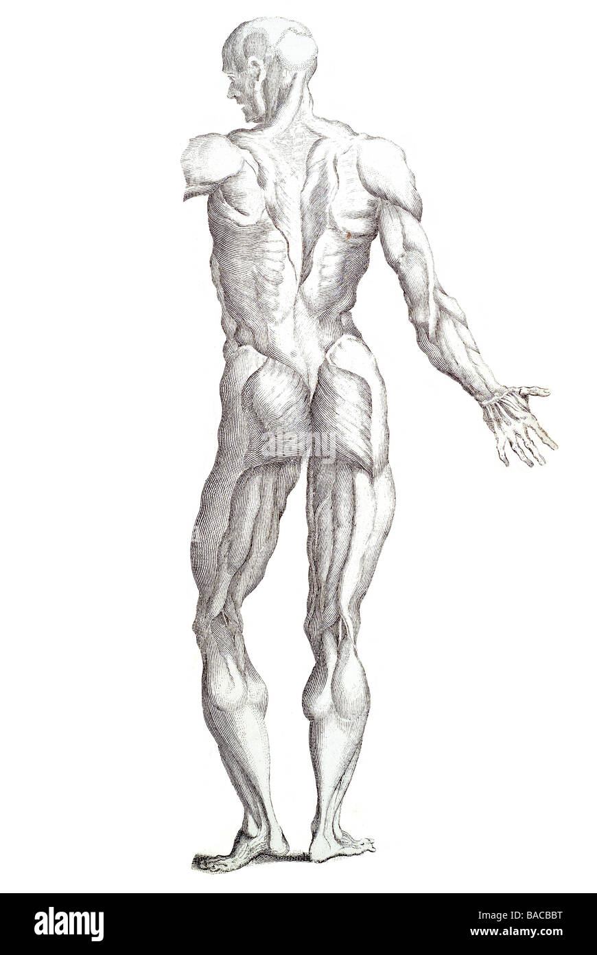 Muscoli del muscolo umano del corpo Foto Stock