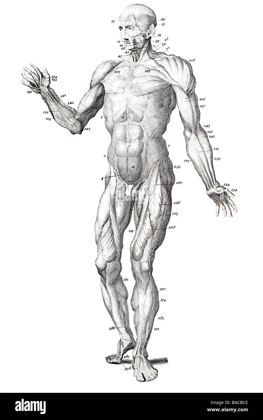 Muscoli del muscolo umano del corpo Foto Stock