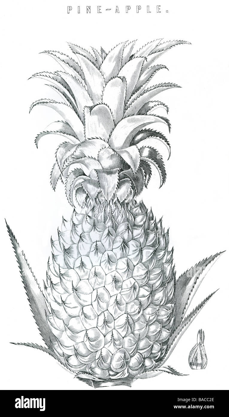 Ananas Ananas comosus commestibili di piante tropicali Frutta Brasile Paraguay piante erbacee perenni pianta più dolci di frutta bromelia Foto Stock