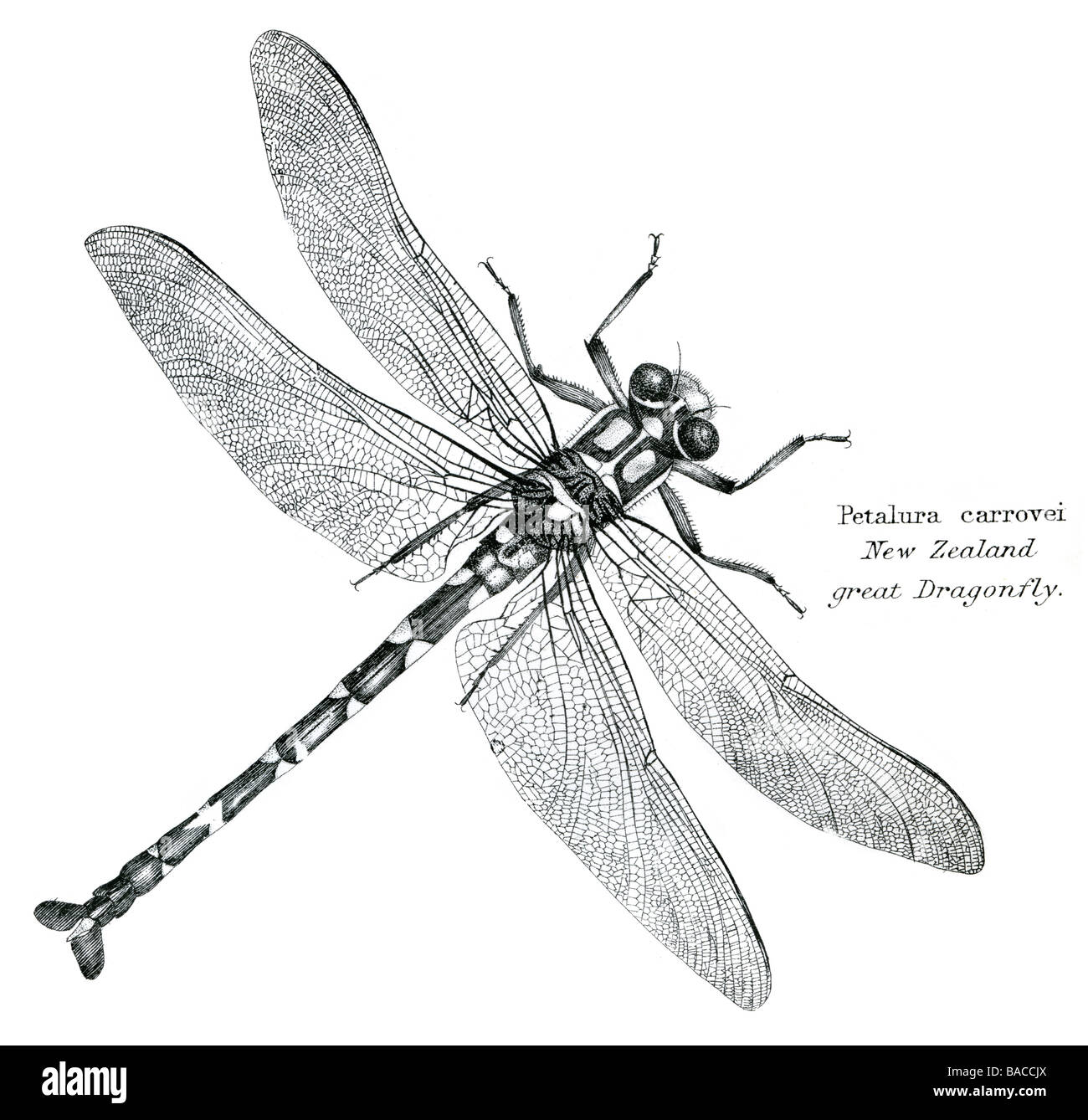 Petalura carrovei nuova zelanda grande libellula una libellula è un tipo di insetto appartenente all'ordine odonati, sottordine Epiprocta Foto Stock