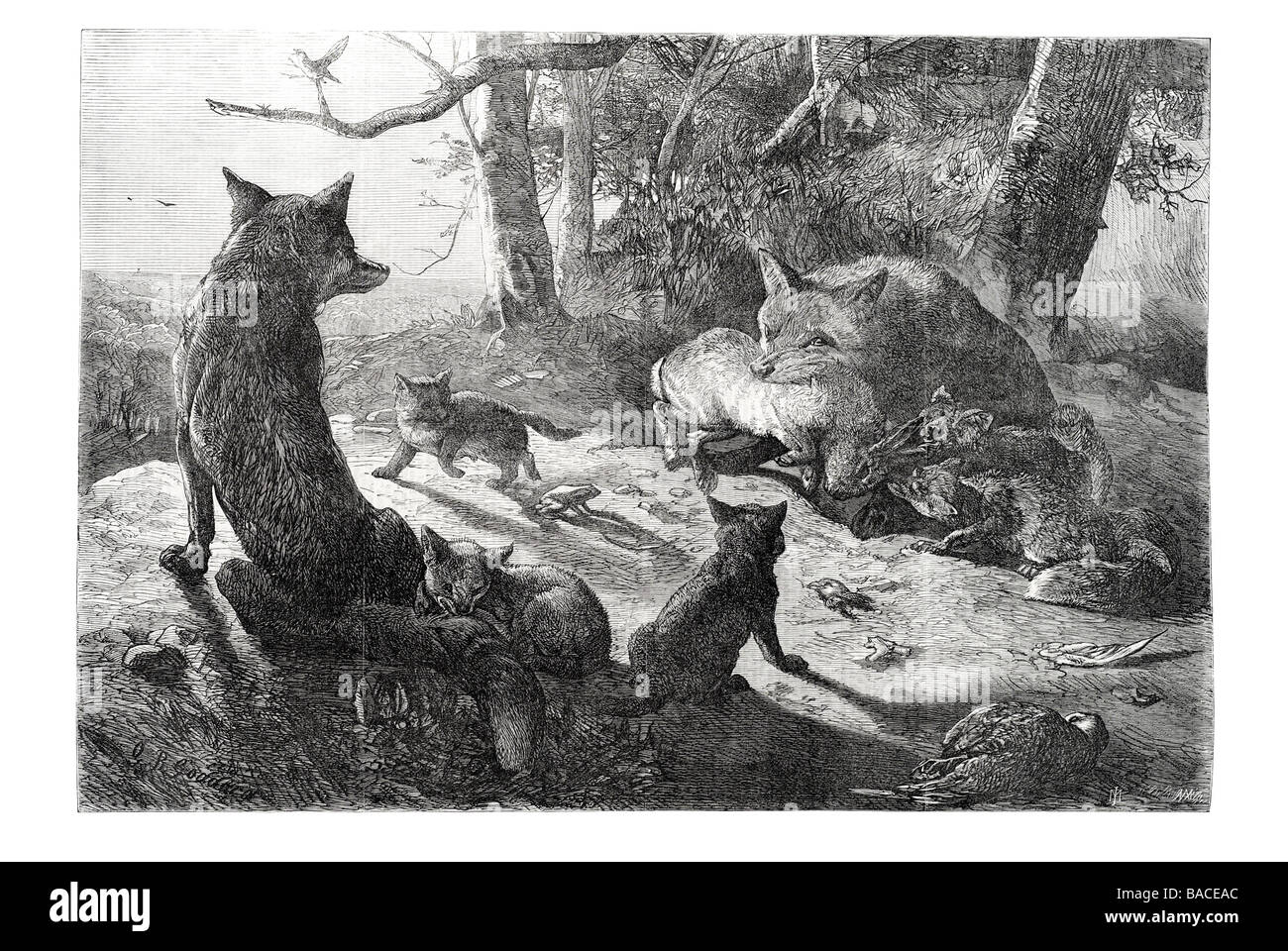 La famiglia fox a casa disegnata da g b goddard Vulpes vulpes muso stretto cespuglioso spazzola di coda Foto Stock