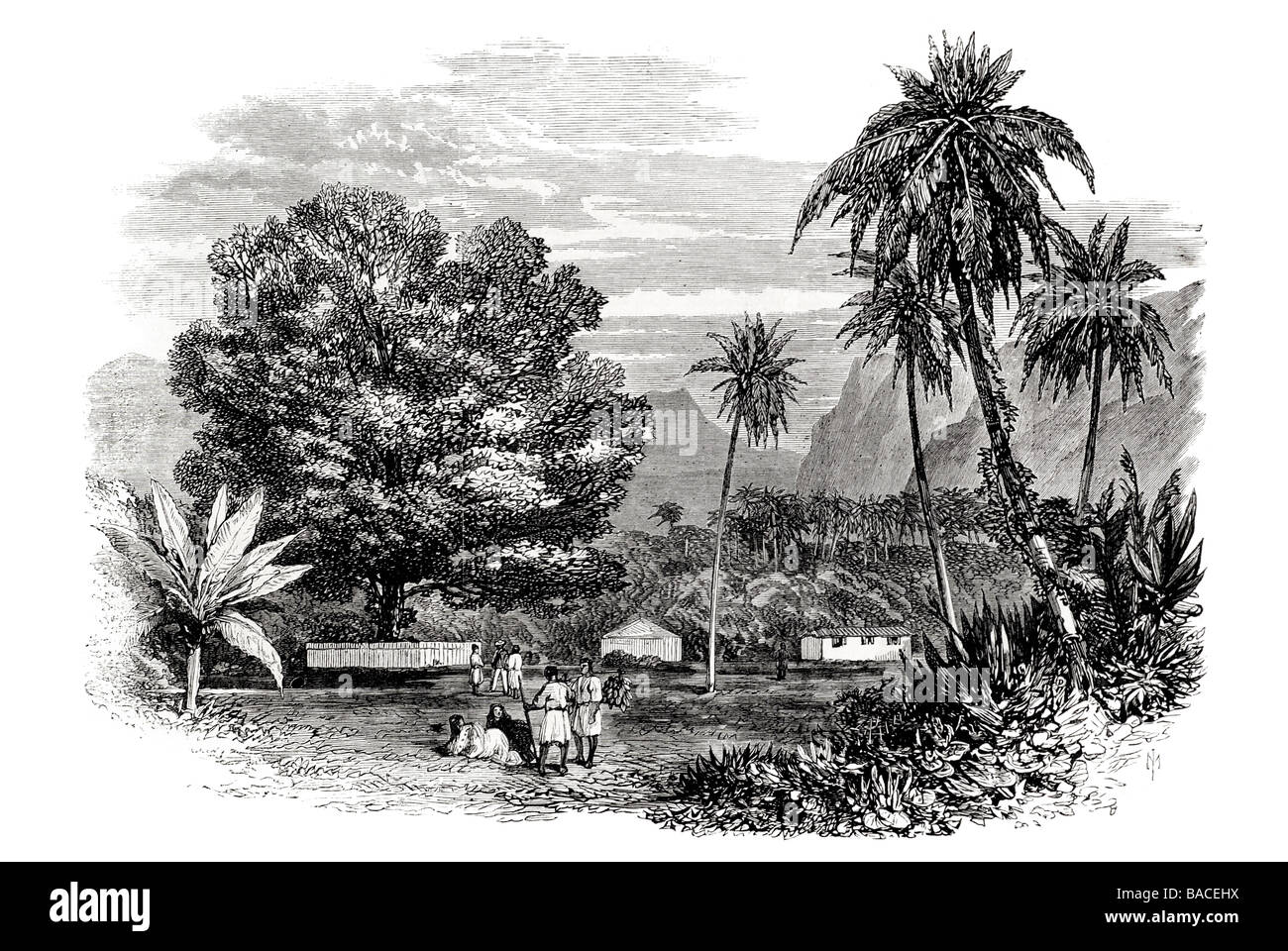 Cuocere la struttura ad albero di Tamarindo Tahiti 1868 Foto Stock