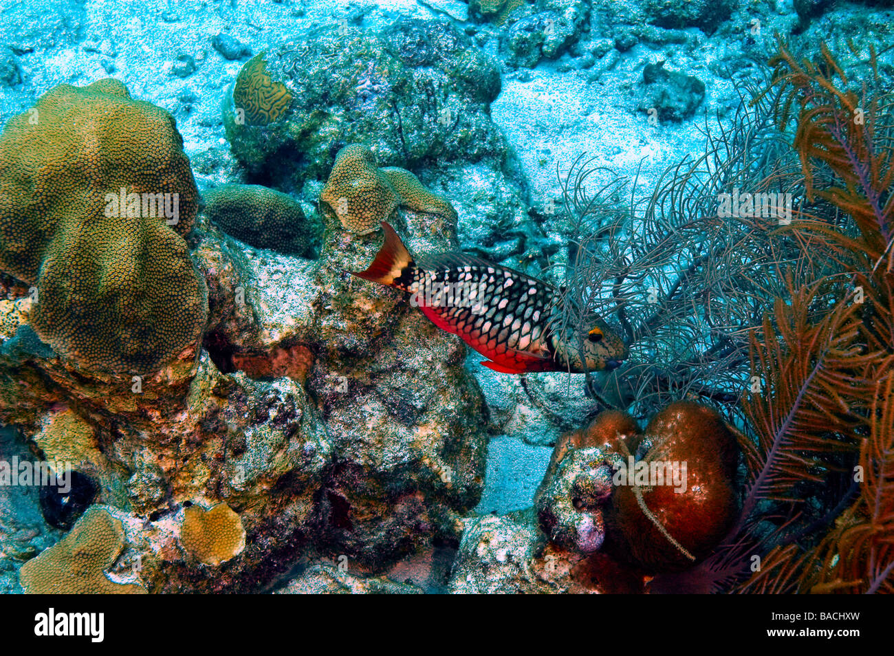 Singolo stadio iniziale semaforo pesci pappagallo e varietà di corallo Foto Stock