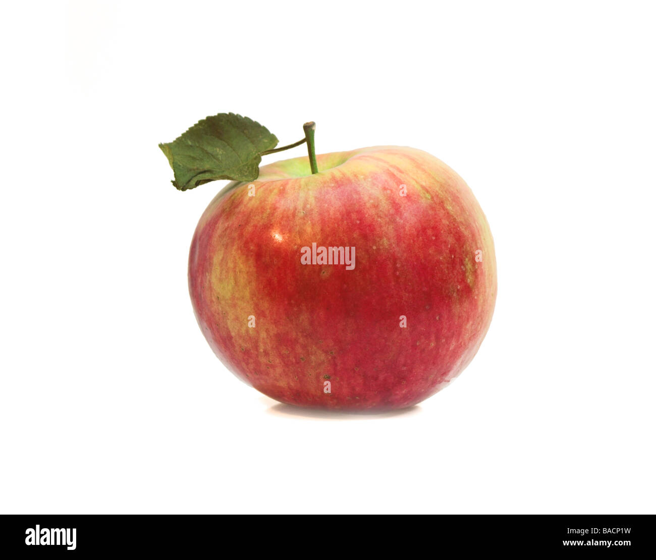 Un jonamac apple con foglie su sfondo bianco Foto Stock