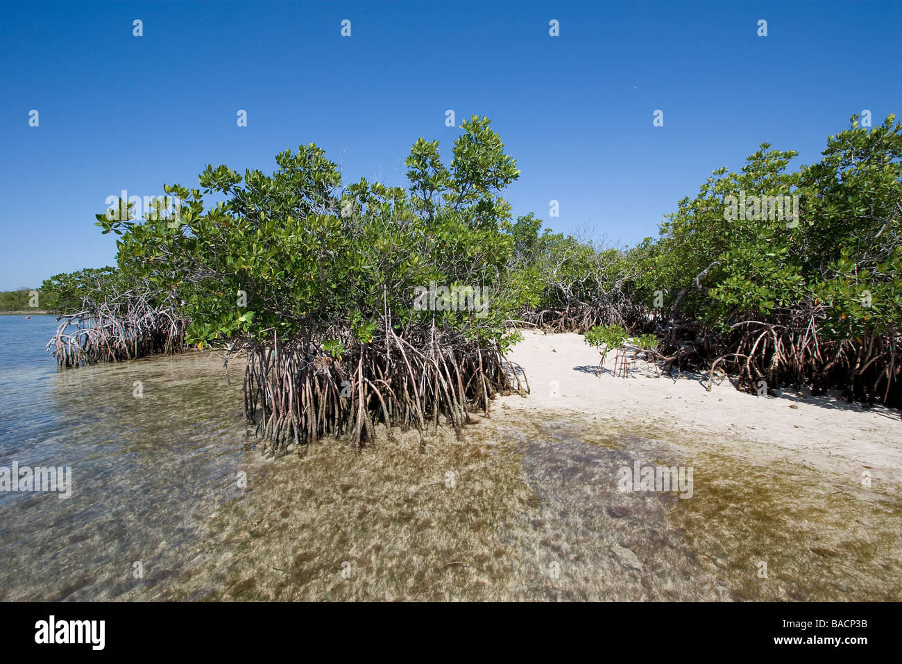Mangrovia rossa, Rhizophora mangle, Parco nazionale Biscayne Floridaa Foto Stock