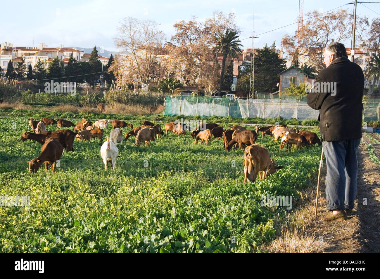 Torrox Costa Provincia di Malaga Costa del Sol Andalucía Spagna capraio pascere il suo gregge di capre Foto Stock
