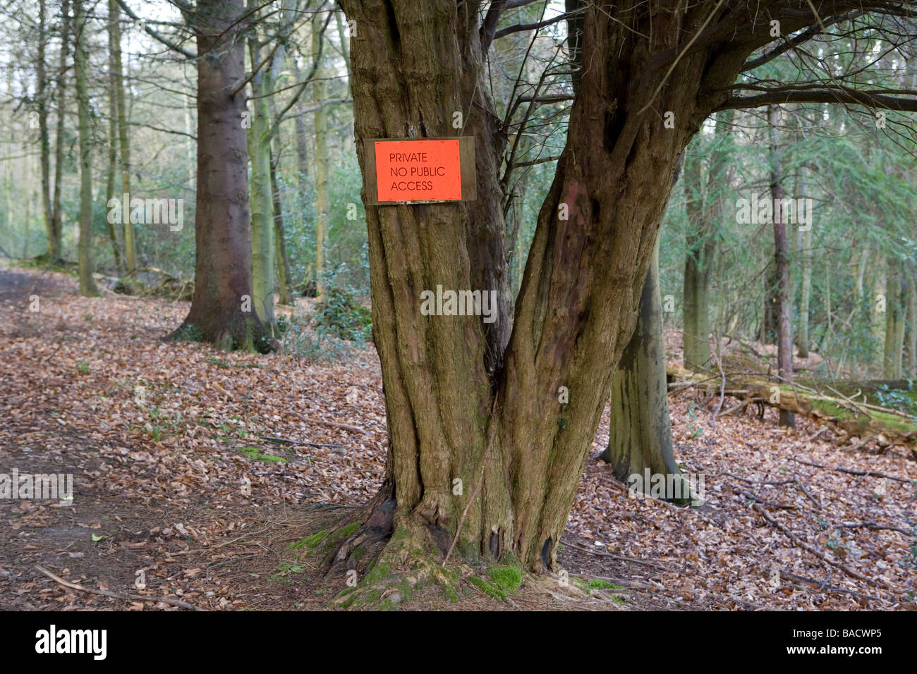 Segno sulla pecora albero scuotipaglia di avvertimento non vi è nessun accesso pubblico Liphook Hampshire England Regno Unito Foto Stock