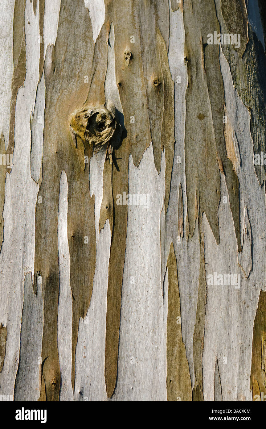 Primo piano della corteccia della Tasmanian Euclayptus golbulus tree Foto Stock