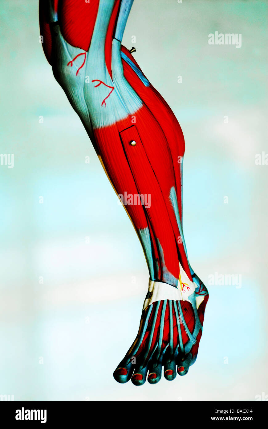 Close-up dei muscoli della gamba Foto Stock