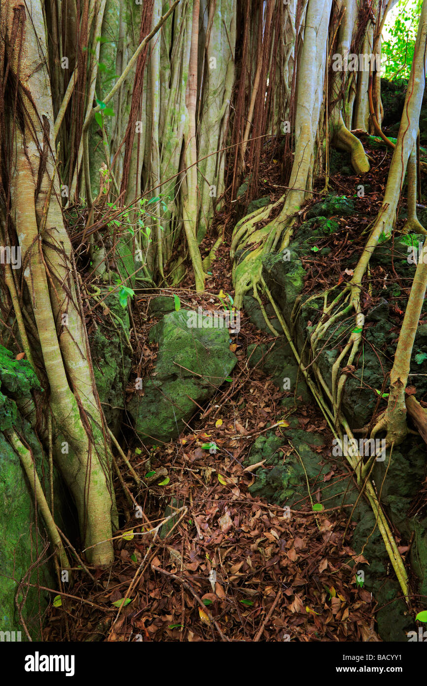 Banyan alberi e radici lungo il sentiero Pipiwai in Maui Haleakala national park Foto Stock