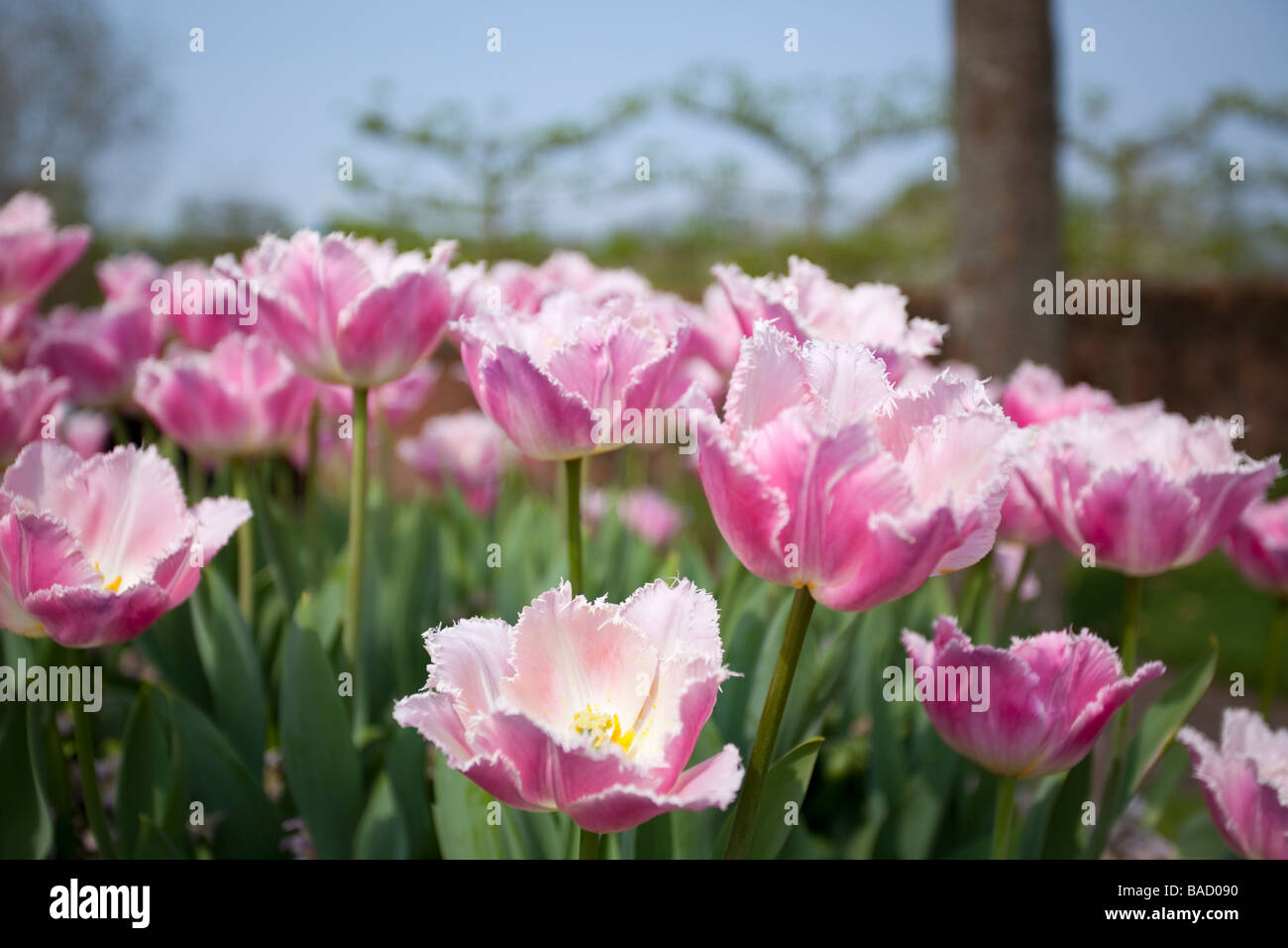 Campo di tulipani, Keukenhof, Parco Lisse, giardino d'Europa, la più grande del mondo di Flower Garden, Paesi Bassi, Olanda, Europa Foto Stock