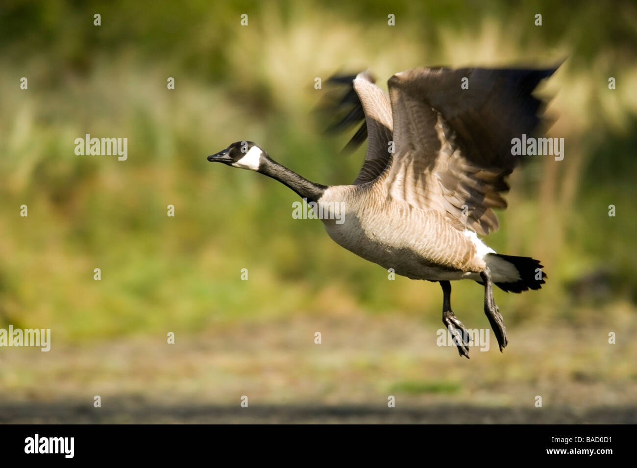 Canada Goose in volo - Cape delusione del Parco Statale di Washington Foto Stock