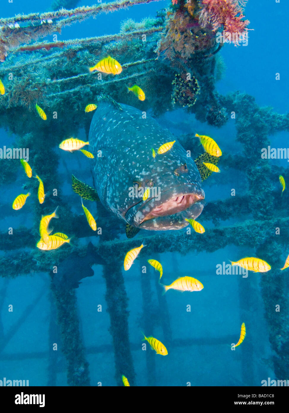 Le cernie giganti nel reef artificiale circondato da giallo jack pilota nel reef artificiale. Foto Stock