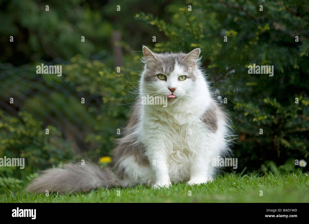 Grande gatto grigio e bianco soffice (Felis catus) con la lingua che si stagliano durante una sessione di cura mentre si siede sull'erba in giardino Foto Stock