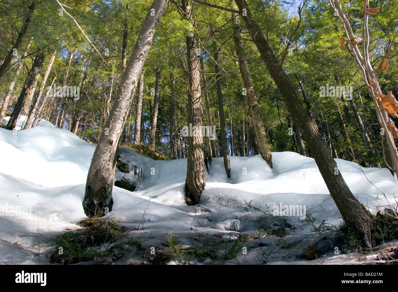 Massa di ghiaccio in foresta Foto Stock