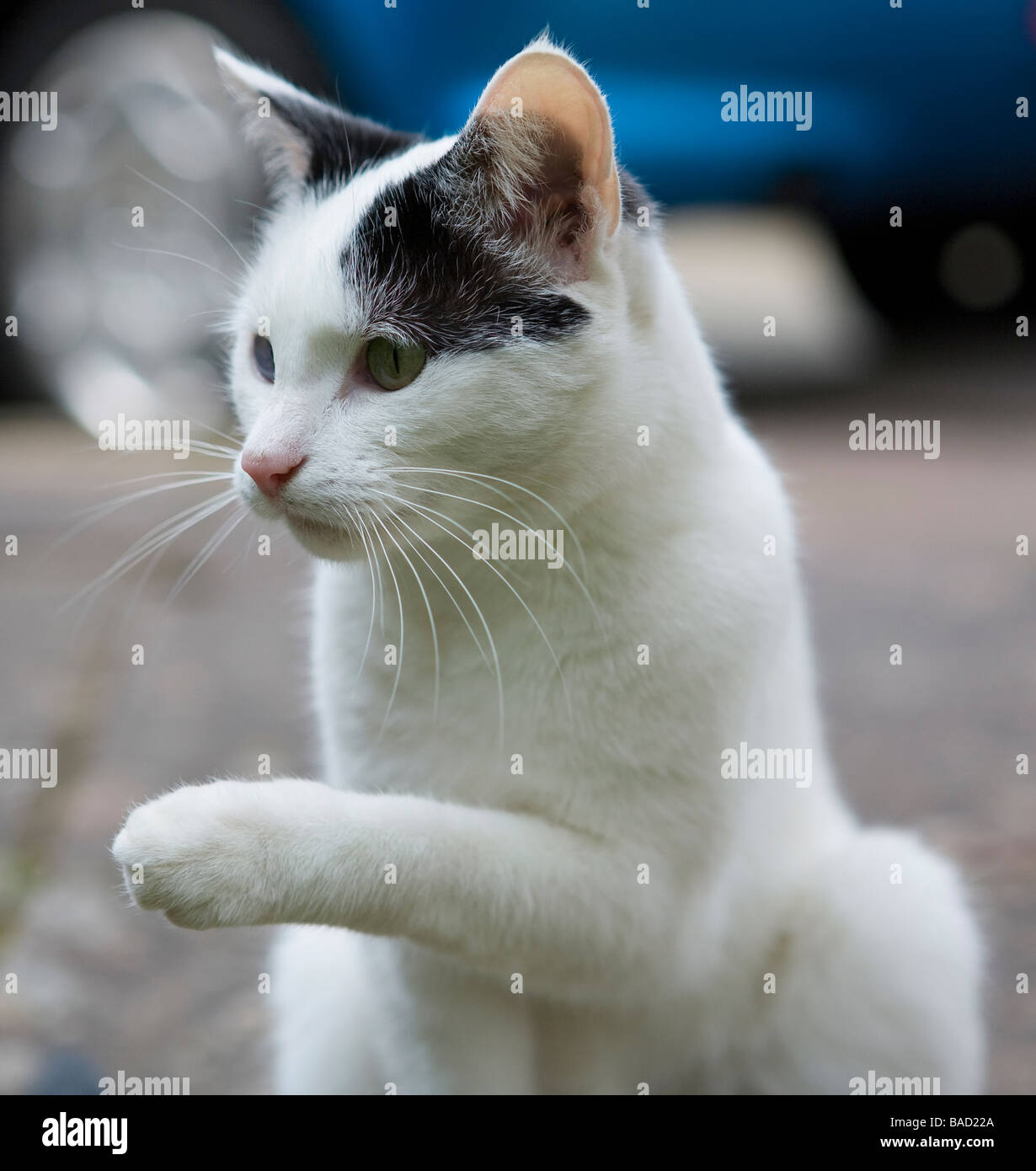 Gatto domestico bianco e nero (Felis catus) che tiene in su la sua zampa durante una sessione grooming Foto Stock