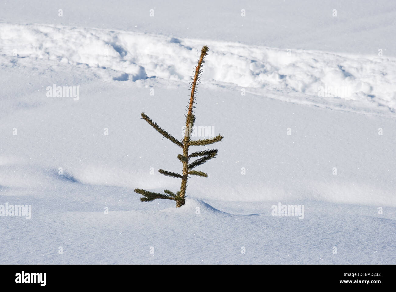 Bollettino neve abete sepolto Foto Stock