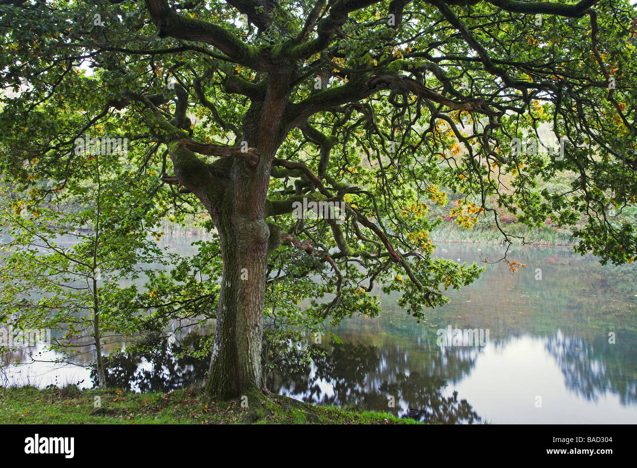 Albero di quercia a Cannop stagni, Foresta di Dean Foto Stock