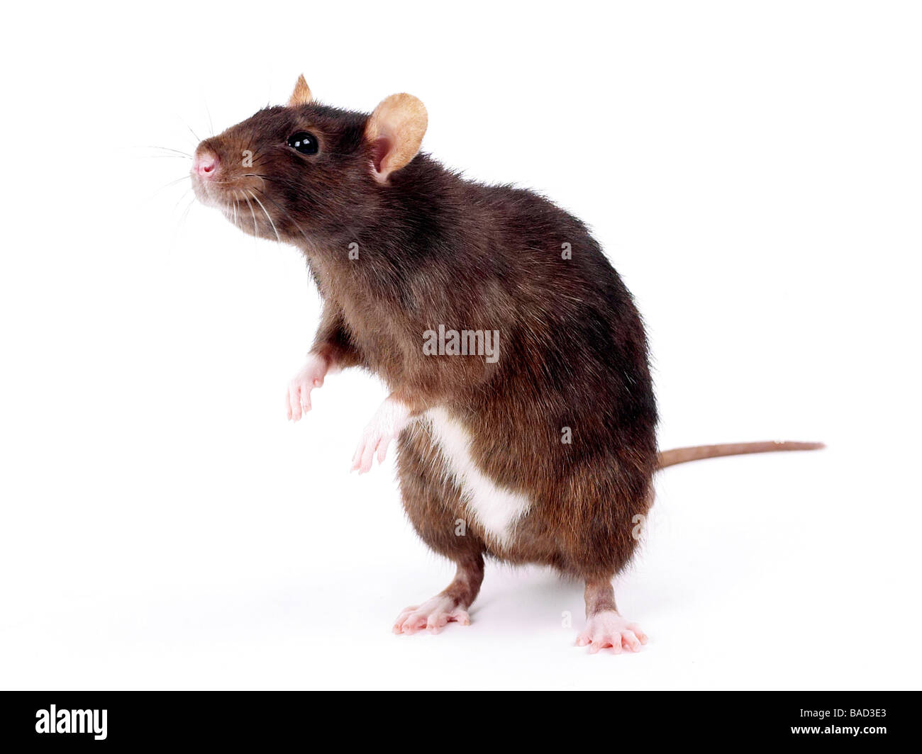 Un comune ratto marrone in piedi e annusando Foto Stock