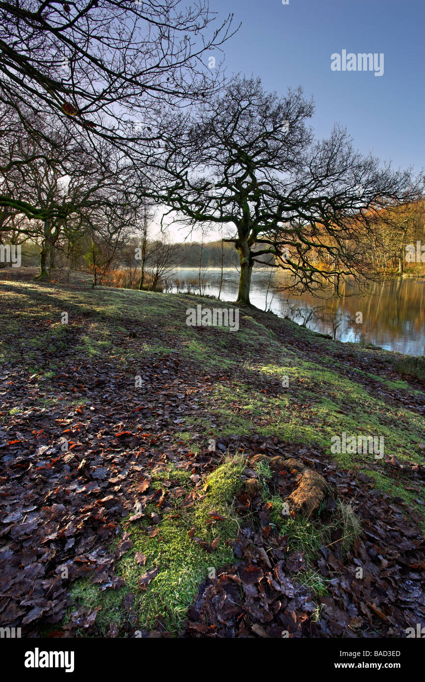 Cannop stagni, Foresta di Dean Foto Stock