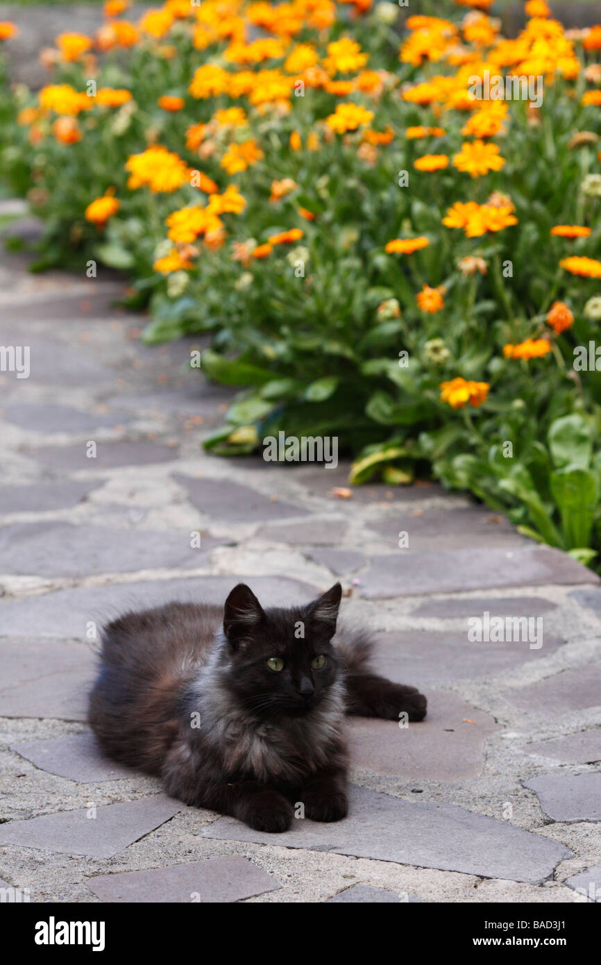 Stray gatto di casa su La Gomera, Spagna Foto Stock