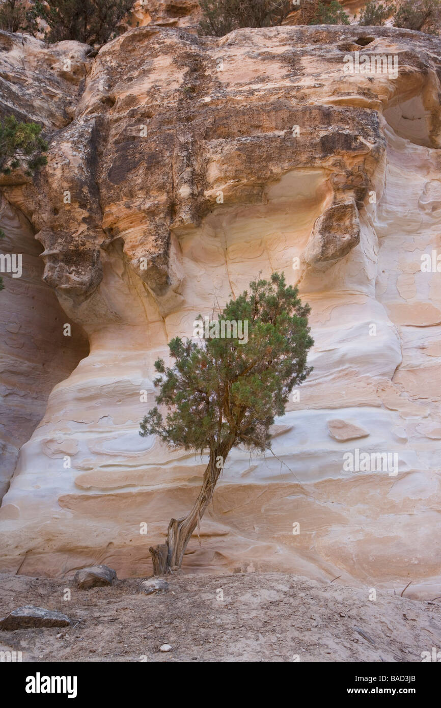 Sentiero di montagna sopra il deserto, Beidha (10 km. A nord di Petra) riserva archeologica della Giordania Foto Stock