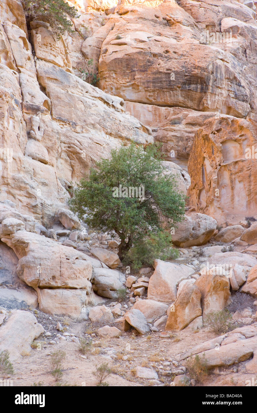 Sentiero di montagna sopra il deserto, Beidha (10 km. A nord di Petra) riserva archeologica della Giordania Foto Stock