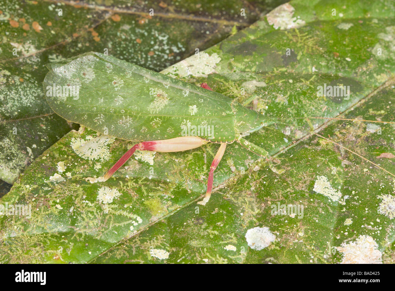 Bush Cricket mimando una foglia di Danum Valley Sabah Borneo Malese Foto Stock