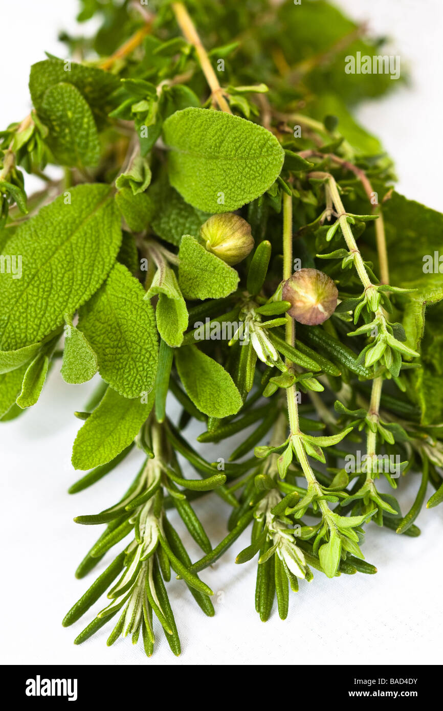 Un fresco mazzetto di erbe miste su uno sfondo bianco (salvia rosmarino timo erba cipollina menta) Foto Stock